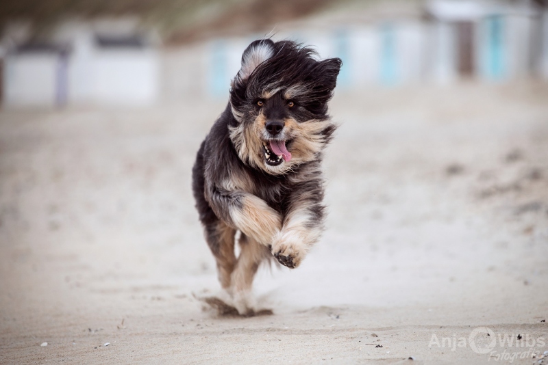 Texel-Shootings_Anja-Wilbs_30
