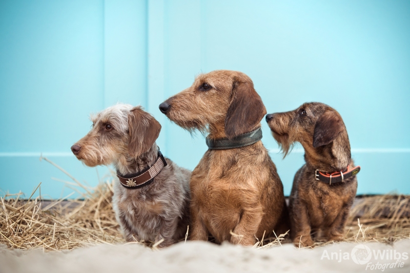 Texel-Shootings_Anja-Wilbs_31