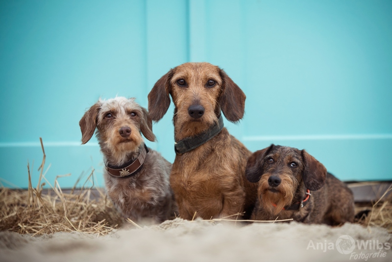 Texel-Shootings_Anja-Wilbs_32