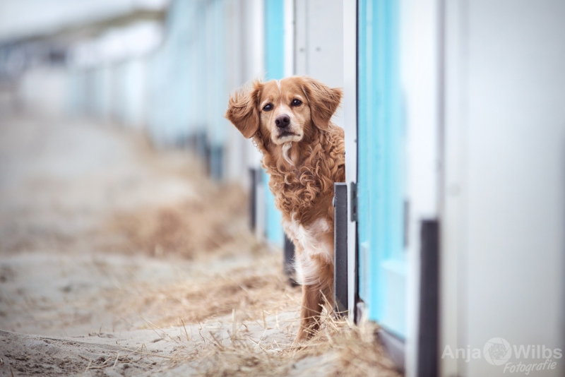 Texel-Shootings_Anja-Wilbs_33