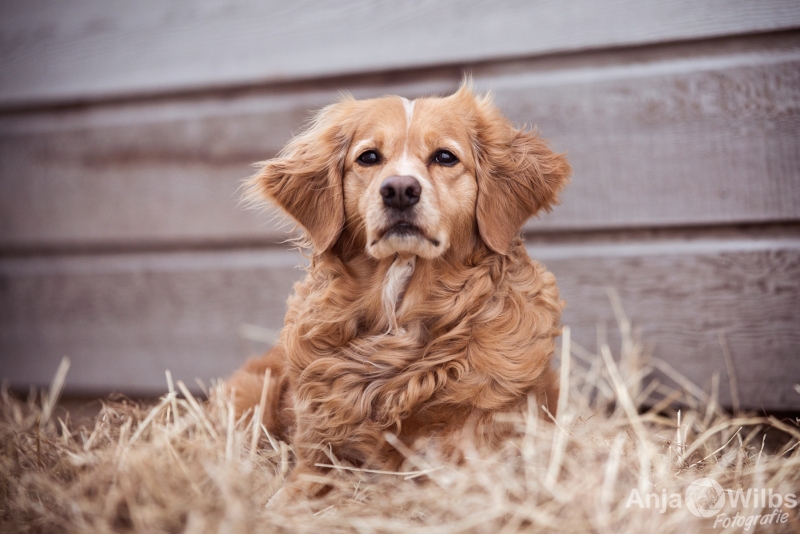 Texel-Shootings_Anja-Wilbs_34
