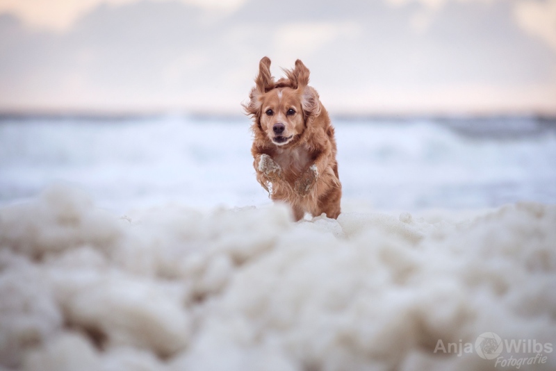 Texel-Shootings_Anja-Wilbs_38