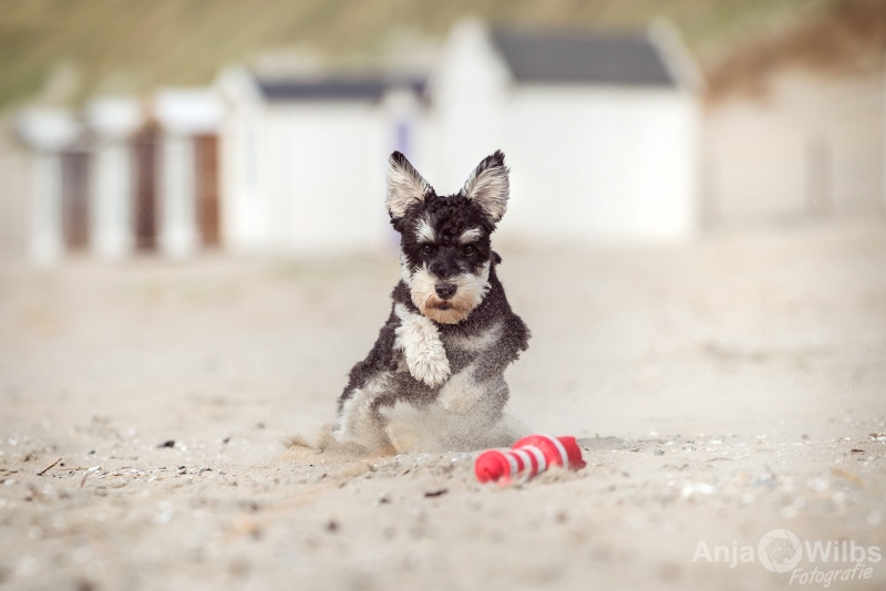 Texel-Shootings_Anja-Wilbs_40