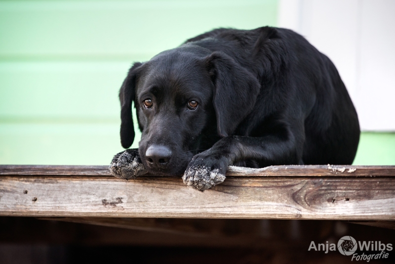 Texel-Shootings_Anja-Wilbs_41