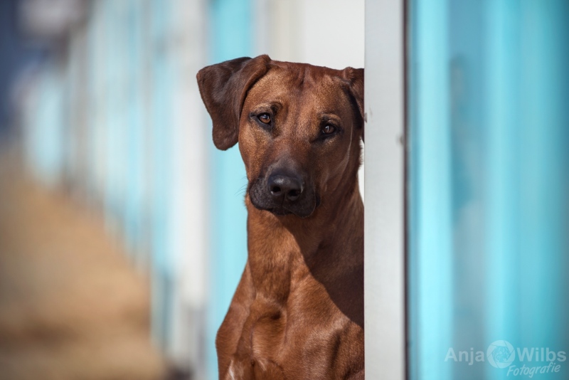 Texel-Shootings_Anja-Wilbs_42