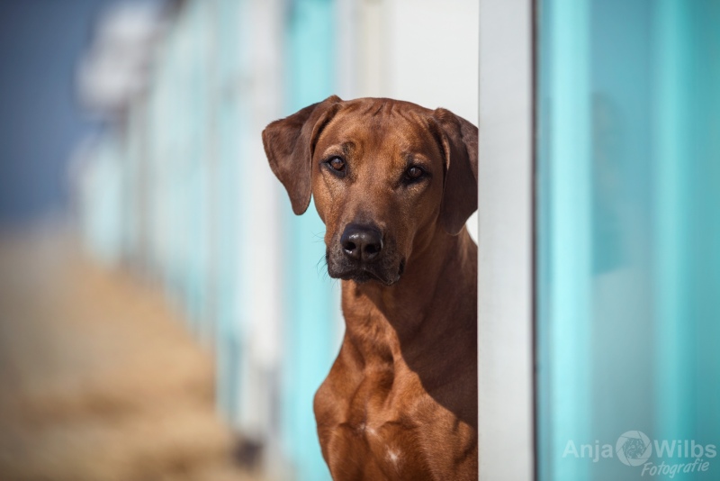 Texel-Shootings_Anja-Wilbs_43
