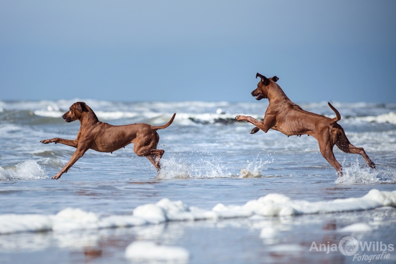 Texel-Shootings_Anja-Wilbs_44