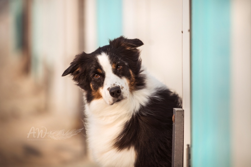 Texel-Shootings_Anja-Wilbs_45