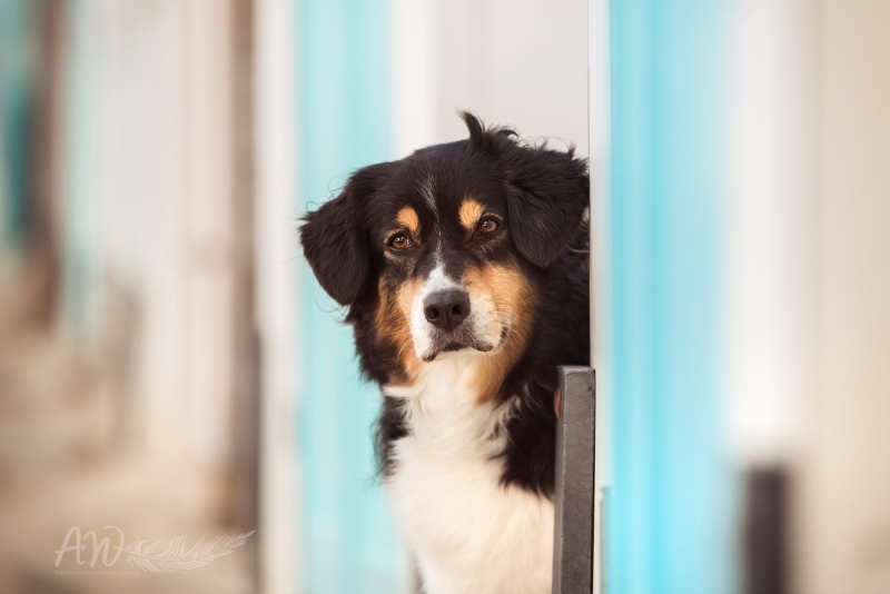 Texel-Shootings_Anja-Wilbs_46