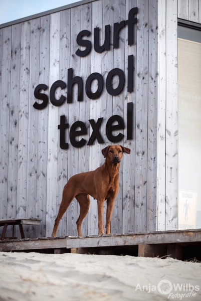 Texel-Shootings_Anja-Wilbs_48