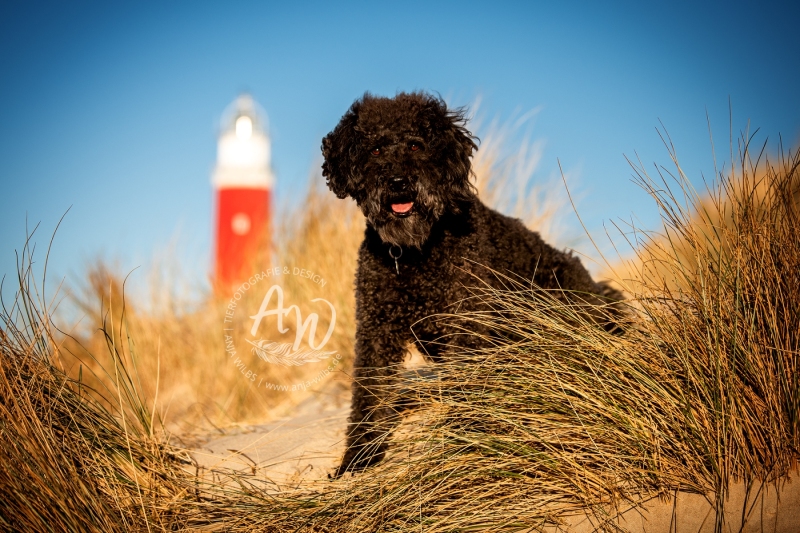 Texel-Shootings_Anja-Wilbs_5