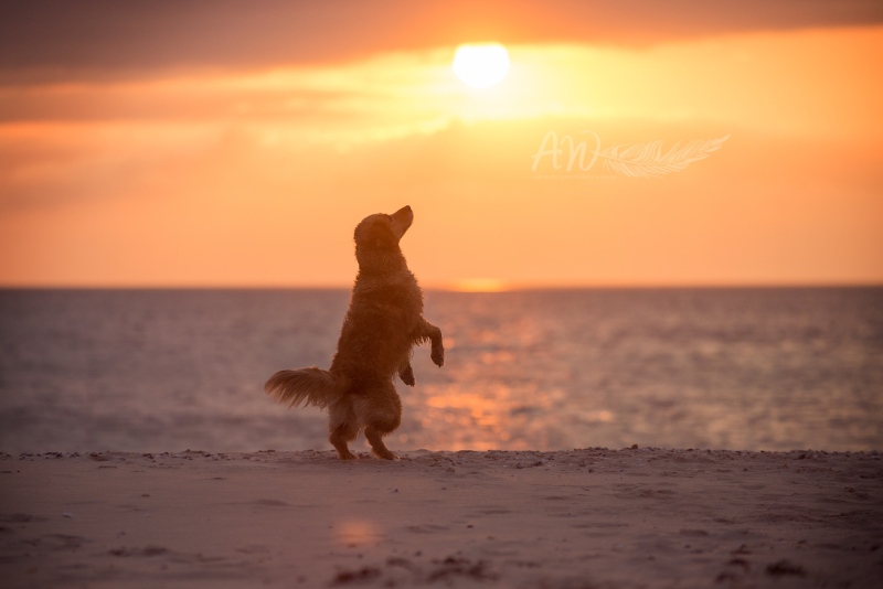 Texel-Shootings_Anja-Wilbs_52