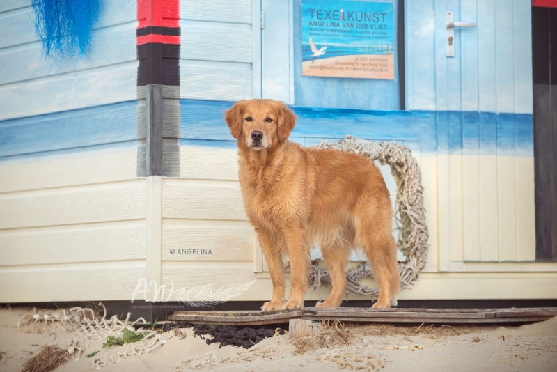 Texel-Shootings_Anja-Wilbs_55
