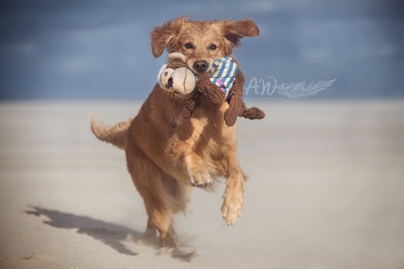 Texel-Shootings_Anja-Wilbs_57