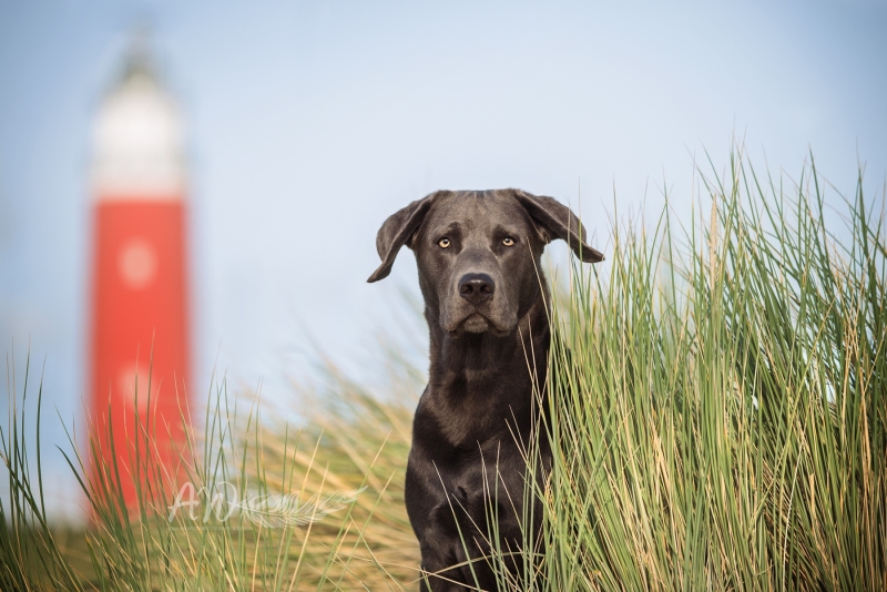 Texel-Shootings_Anja-Wilbs_59