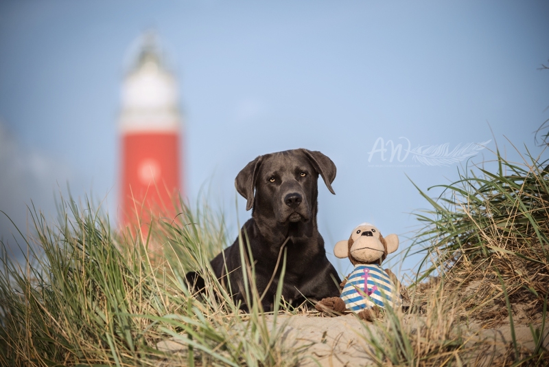Texel-Shootings_Anja-Wilbs_60