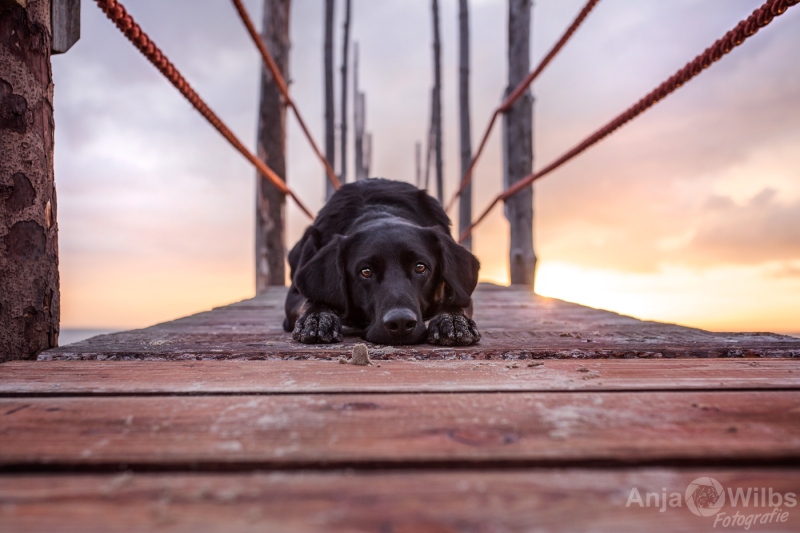 Texel-Shootings_Anja-Wilbs_62