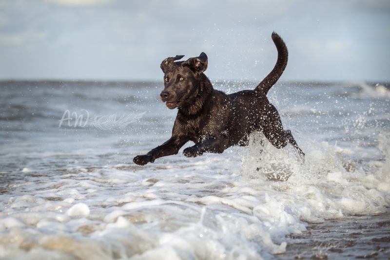 Texel-Shootings_Anja-Wilbs_64