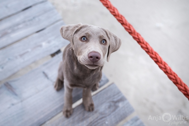 Texel-Shootings_Anja-Wilbs_65
