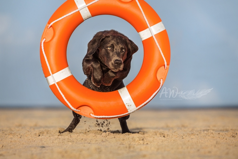 Texel-Shootings_Anja-Wilbs_66