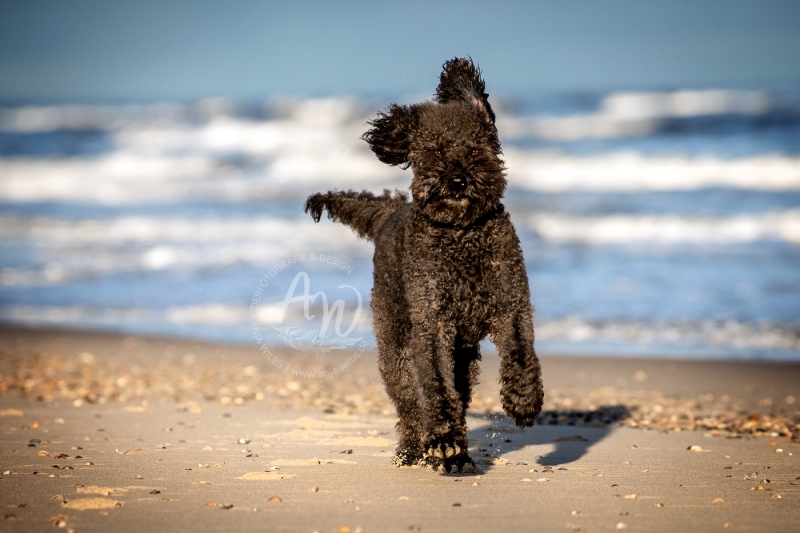 Texel-Shootings_Anja-Wilbs_7