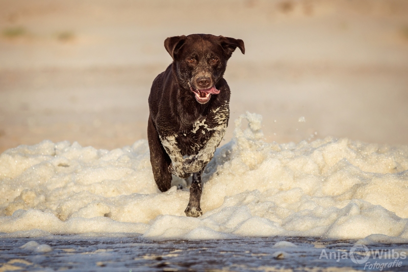 Texel-Shootings_Anja-Wilbs_8