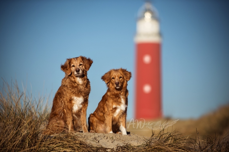 Texel-Shootings_Anja-Wilbs_81