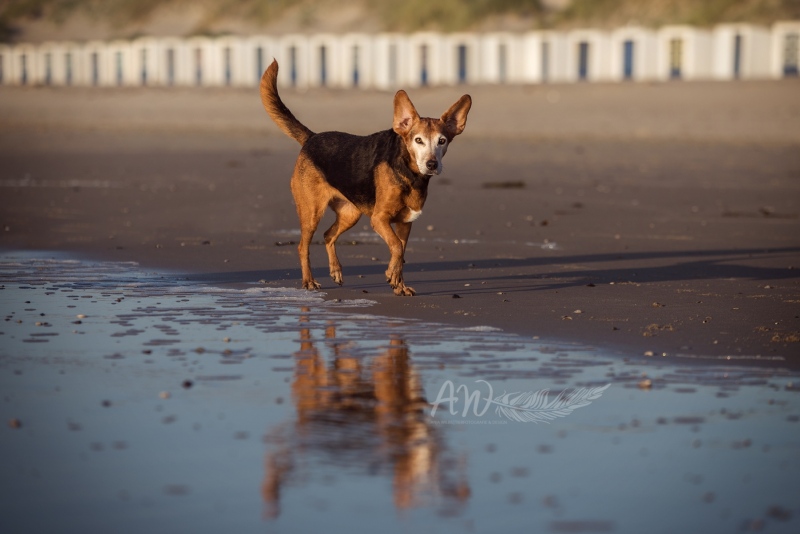 Texel-Shootings_Anja-Wilbs_83
