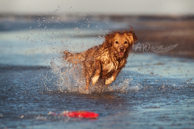 Texel-Shootings_Anja-Wilbs_84
