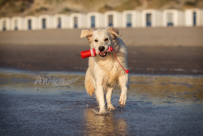 Texel-Shootings_Anja-Wilbs_86