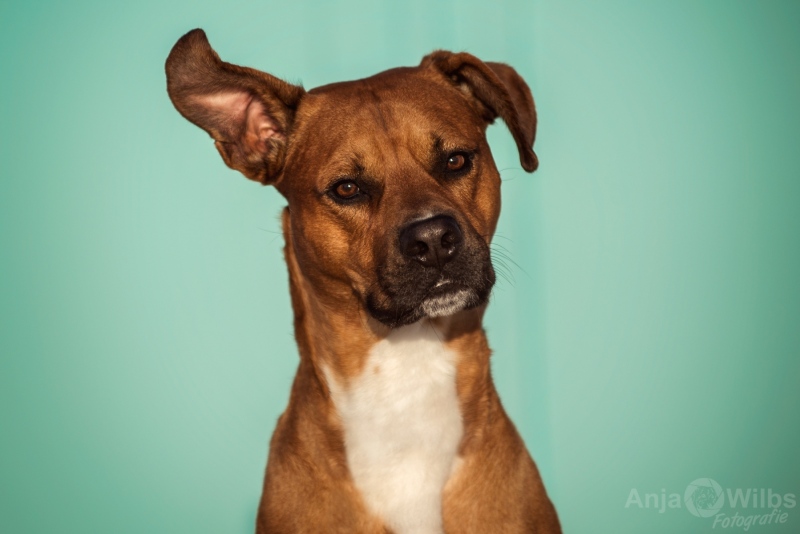 Texel-Shootings_Anja-Wilbs_9