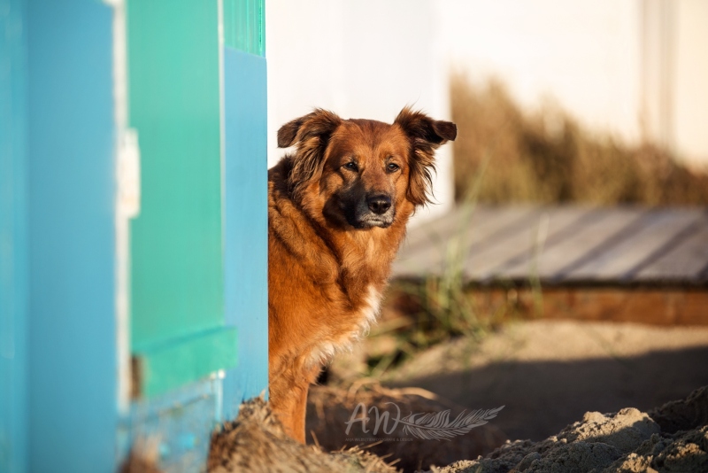 Texel-Shootings_Anja-Wilbs_96