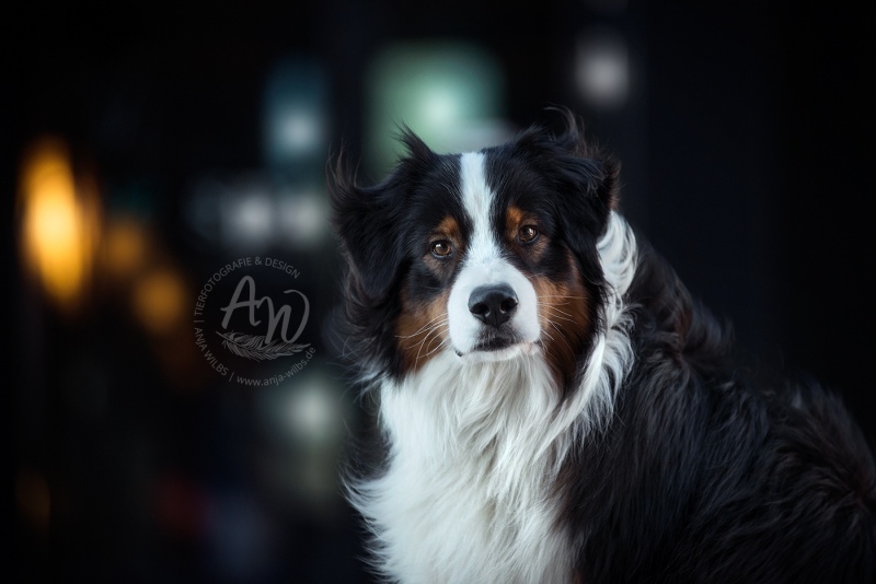Anja-Wilbs-Tierfotografie_Australian-Shepherd_2