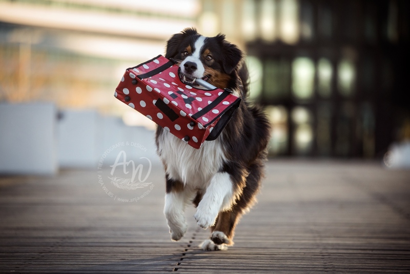 Anja-Wilbs-Tierfotografie_Australian-Shepherd_3