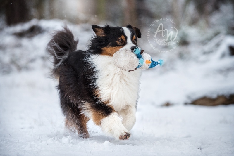 Anja-Wilbs-Tierfotografie_Australian-Shepherd_6