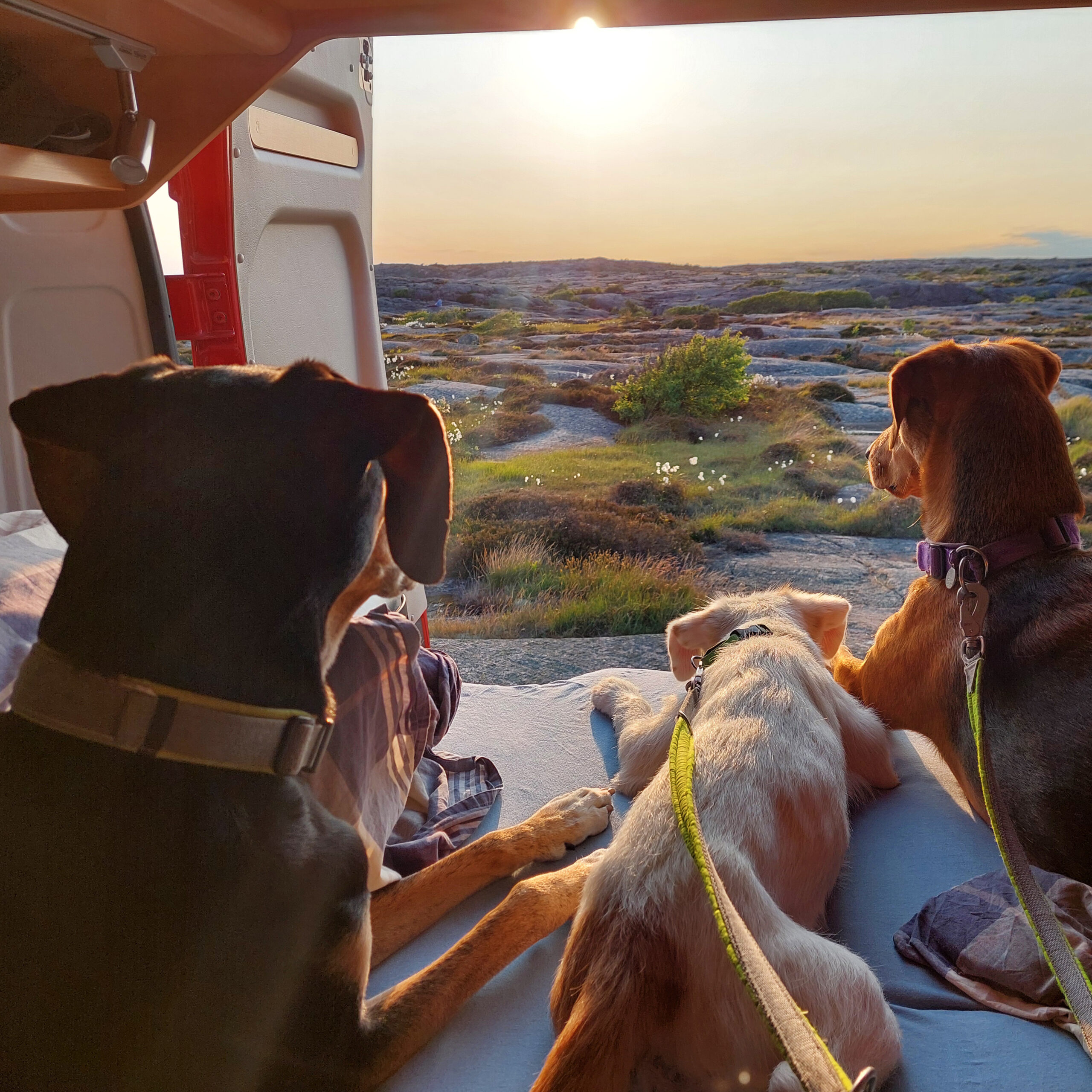 20250531_201548_Ylvi_Norwegen